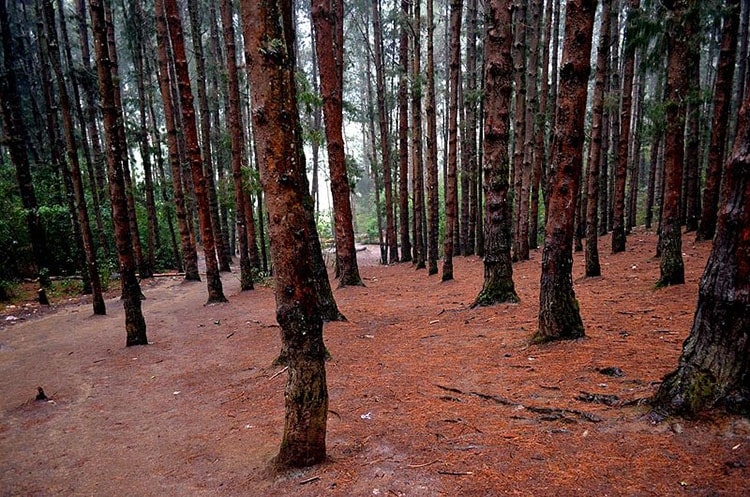 Pine Forest Ooty 9