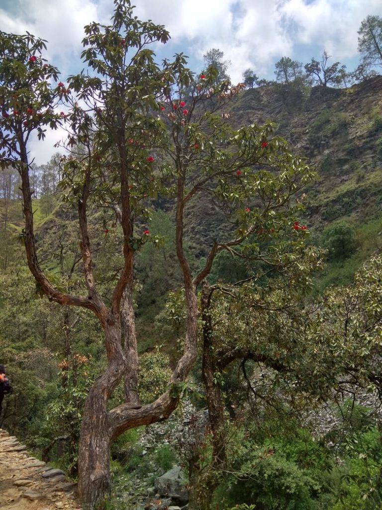 Chauli Ki Jali Jungle