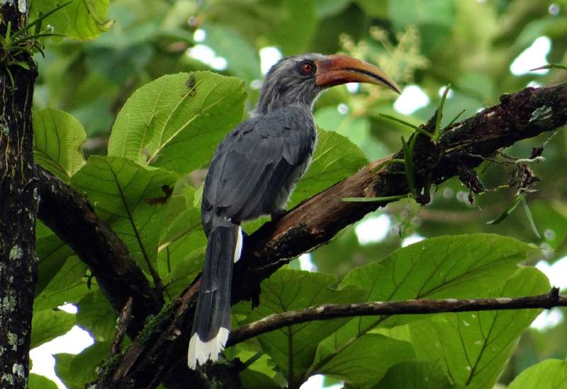 Fauna At Dandeli