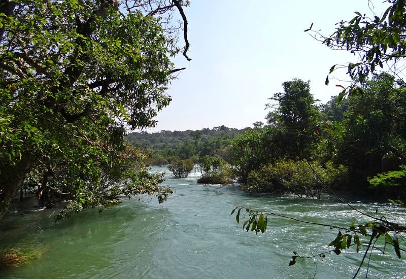 Flora at Dandeli