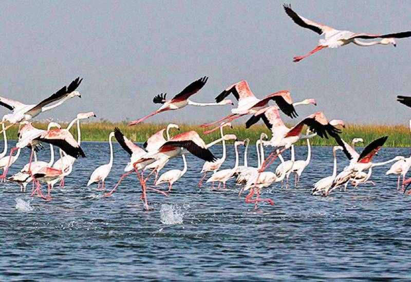 Nalsarovar Bird Sanctuary