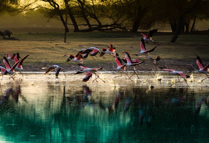 Thol Lake Bird Sanctuary