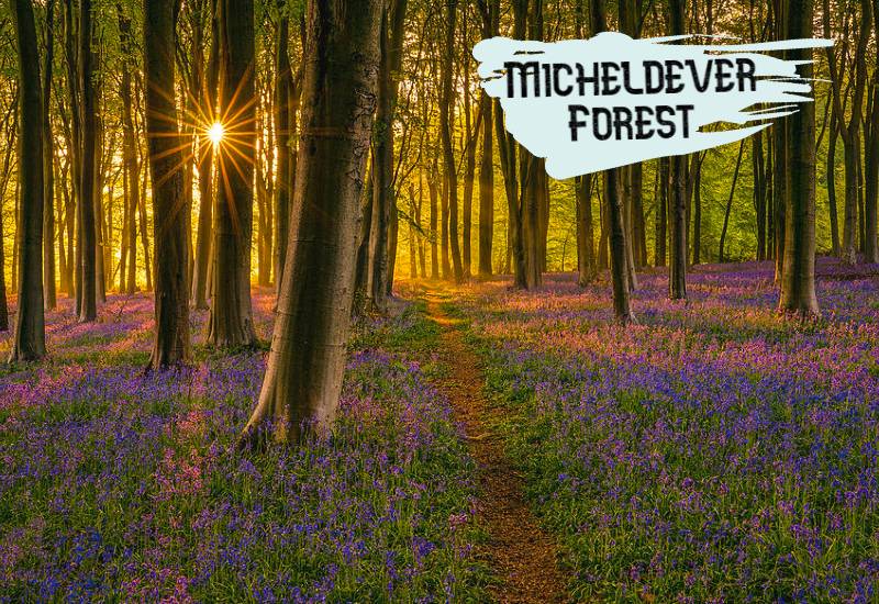 Micheldever Forest