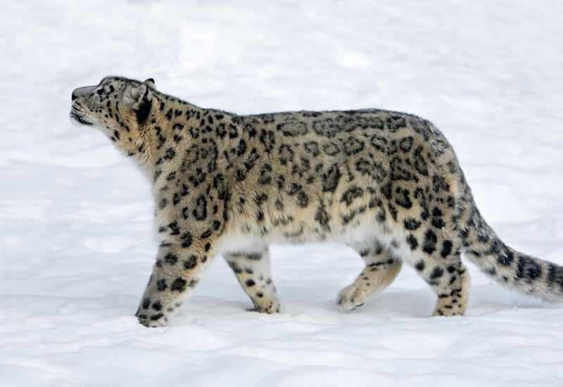 Snow Leopard Trek Ladakh